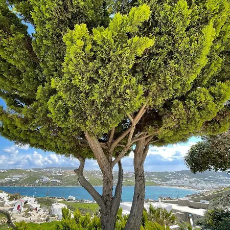 Yalos Mykonos Ornos Pouli Private W Shared Swimming Pool Lejlighed